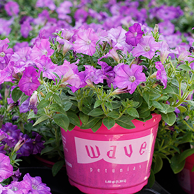 Wave Petunias