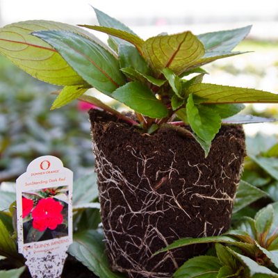 New Guinea Impatiens