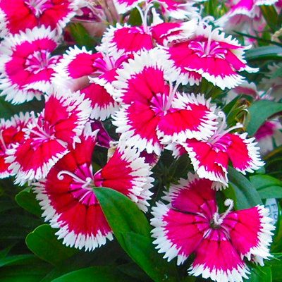 Dianthus