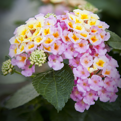 Lantana